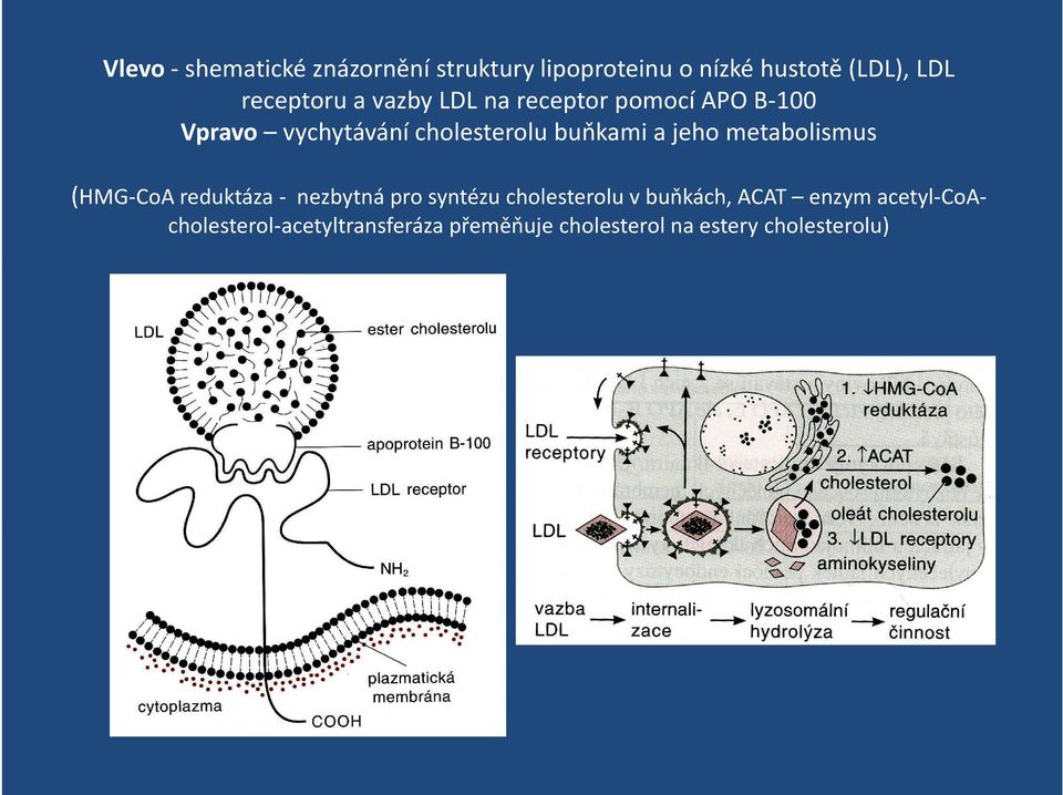 metabolismus (HMG-CoA reduktáza - nezbytná pro syntézu cholesterolu v buňkách, ACAT