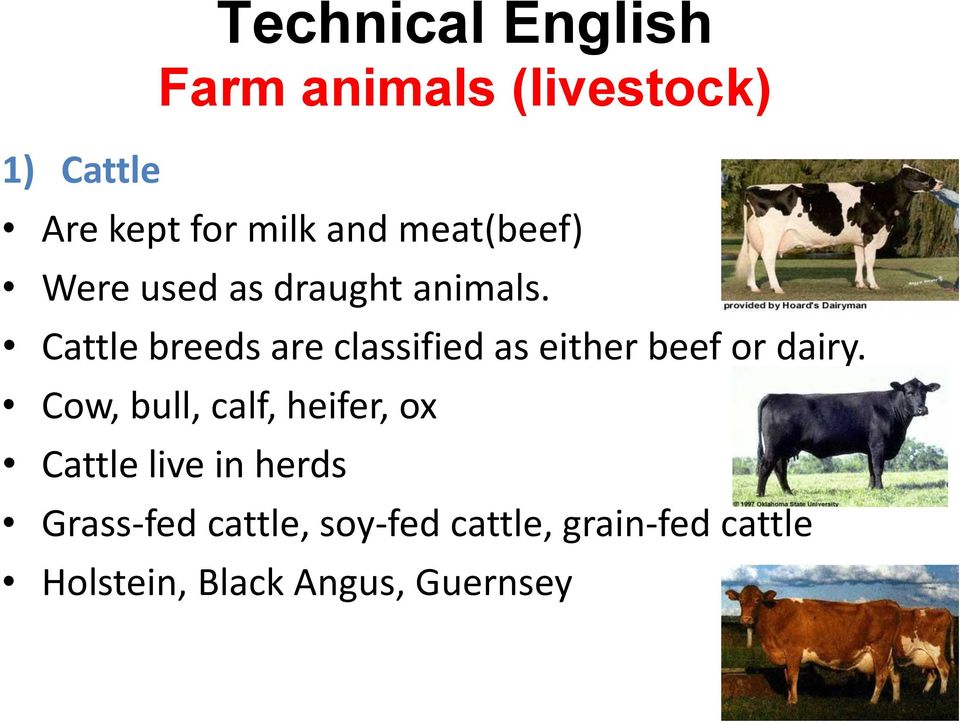 Cow, bull, calf, heifer, ox Cattle live in herds Grass-fed