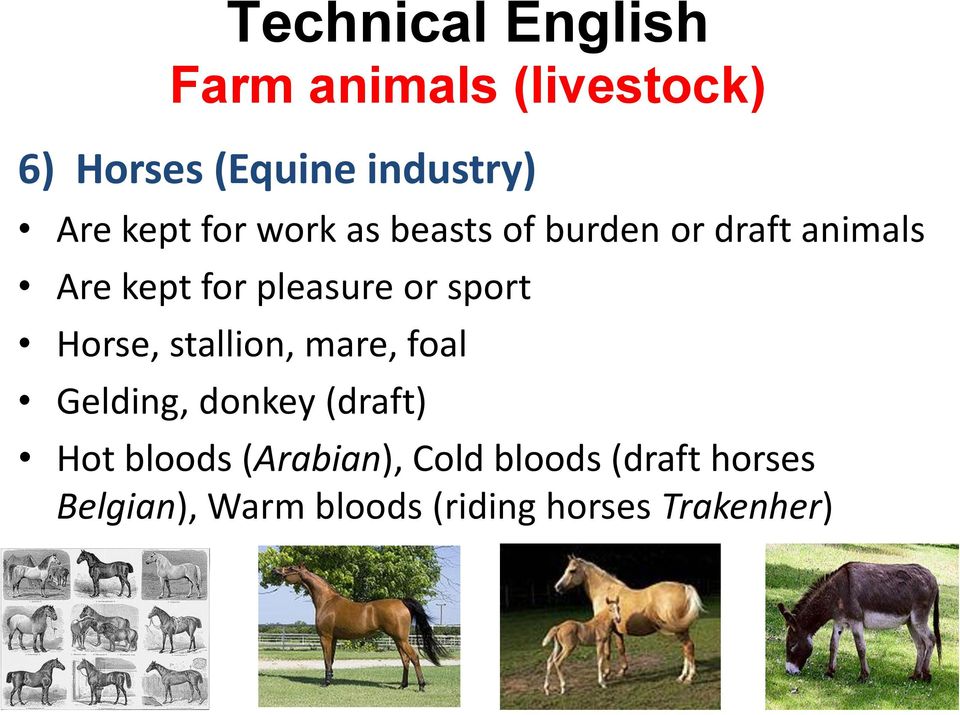 mare, foal Gelding, donkey (draft) Hot bloods (Arabian), Cold