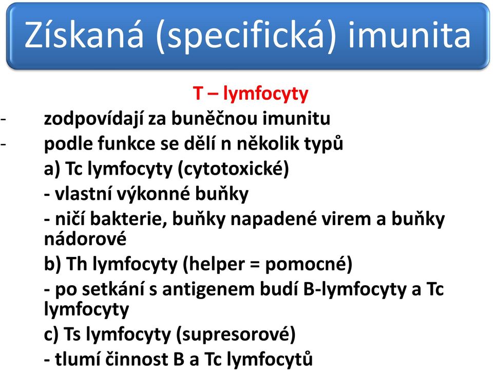 buňky napadené virem a buňky nádorové b) Th lymfocyty (helper = pomocné) - po setkání s