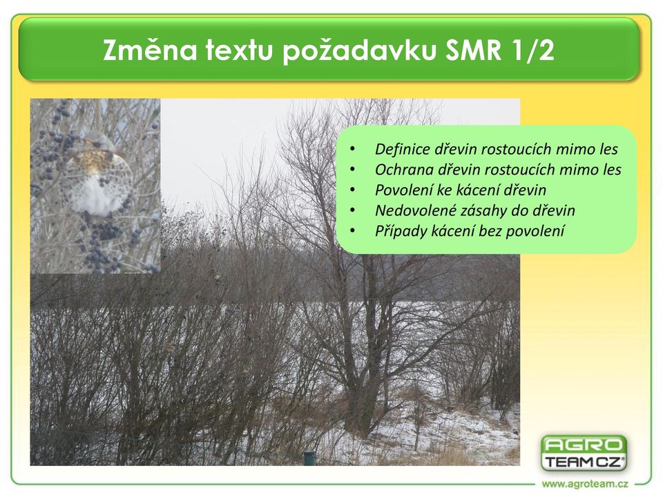 mimo les Povolení ke kácení dřevin Nedovolené