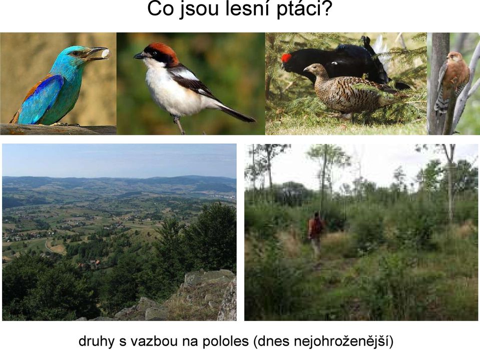 druhy s vazbou