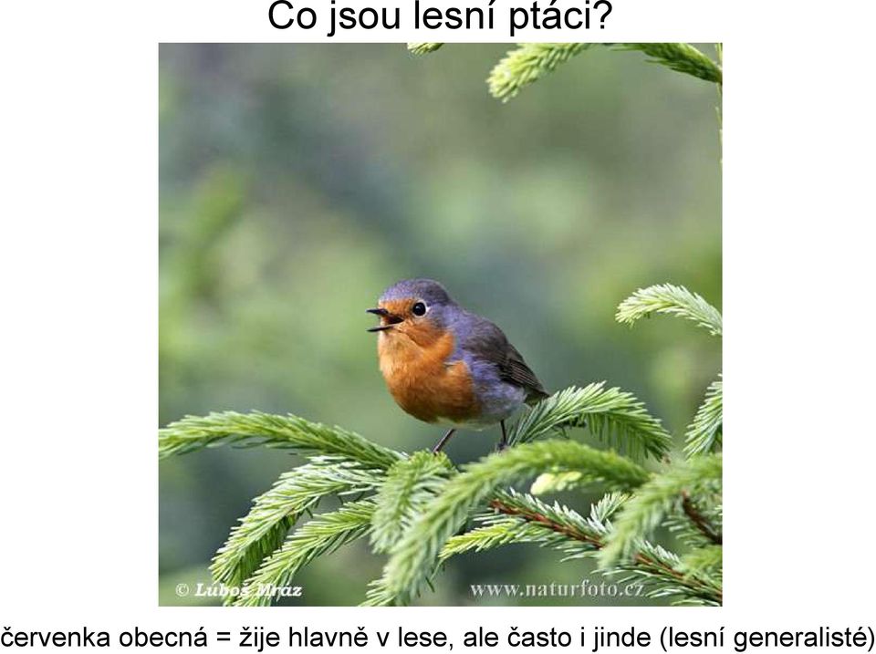 hlavně v lese, ale