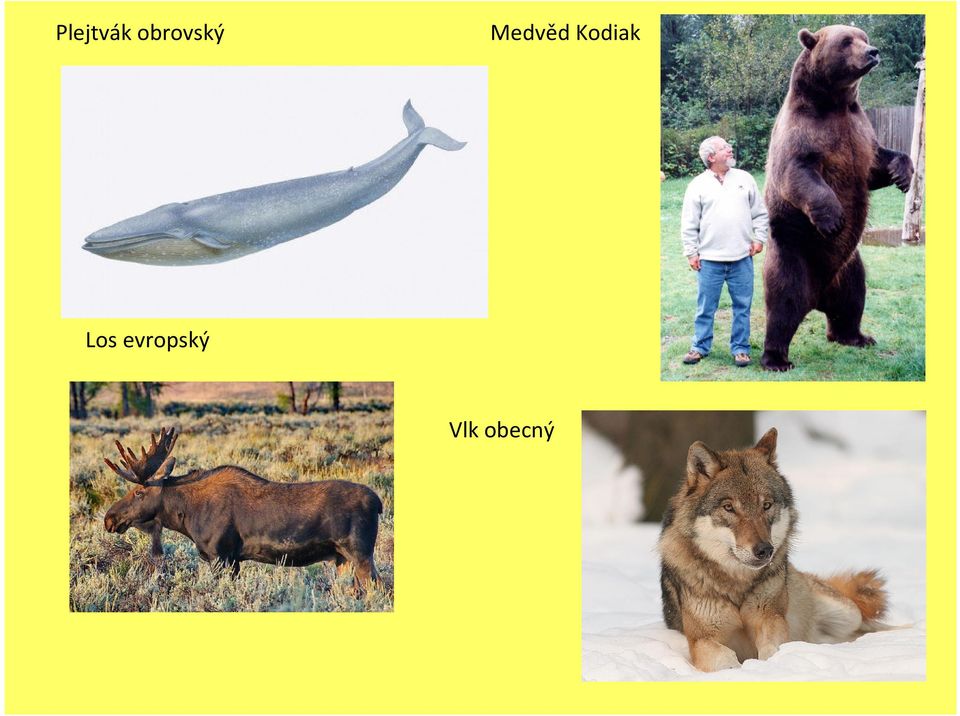 Medvěd Kodiak