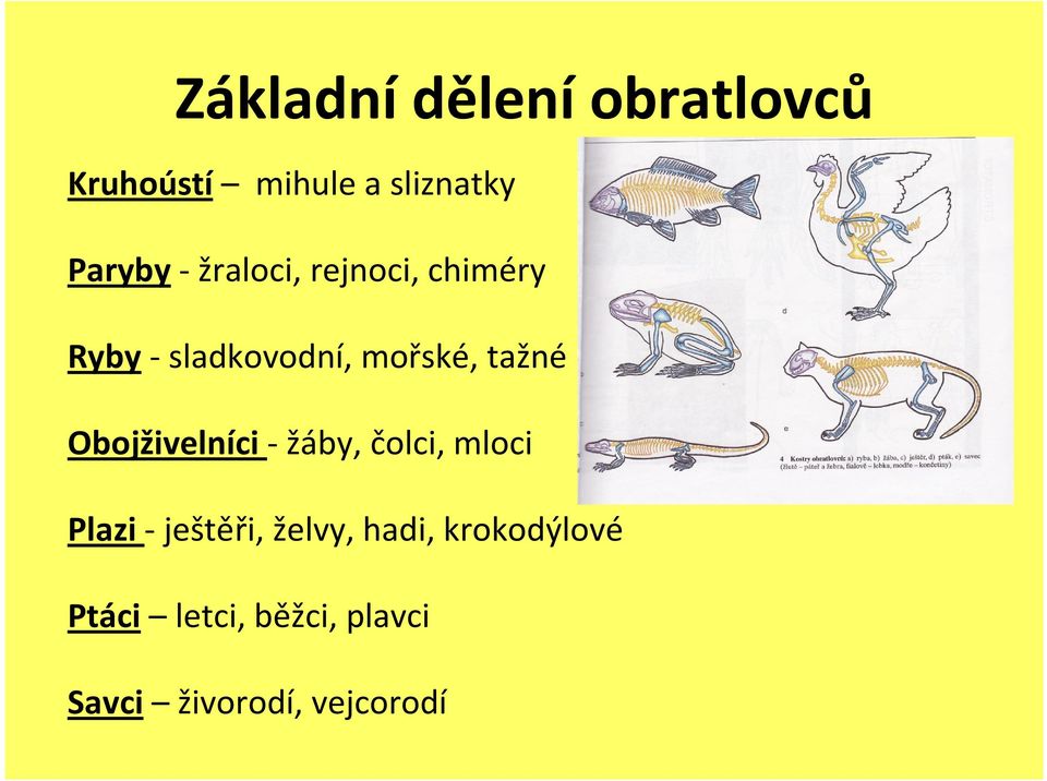 Obojživelníci - žáby, čolci, mloci Plazi - ještěři, želvy,