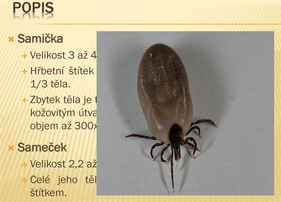 Zbytek těla je tvořen měkkým varhánkovitě sloţeným koţovitým útvarem, který po