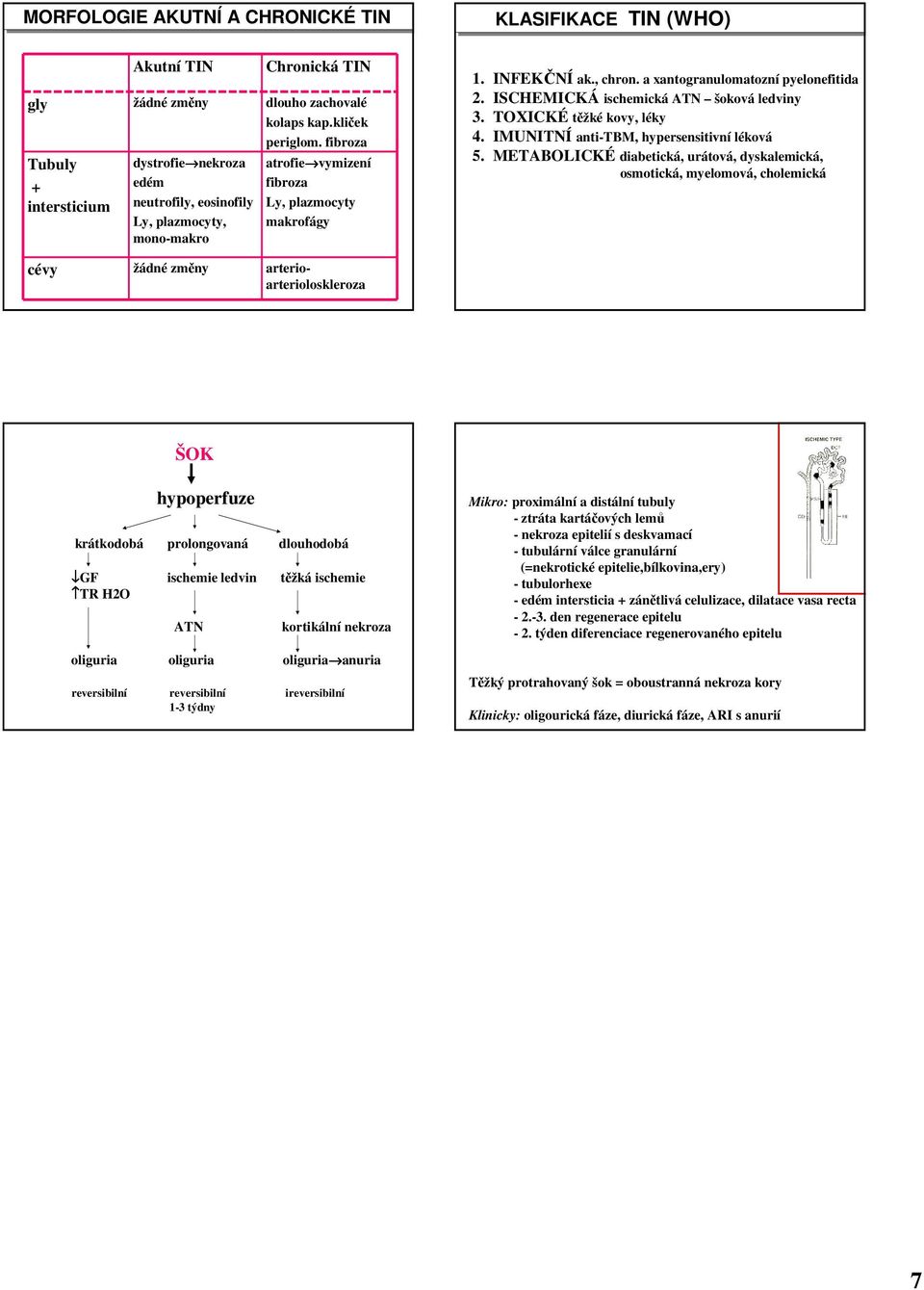 ISCHEMICKÁ ischemická ATN šoková ledviny 3. TOXICKÉ těžké kovy, léky 4. IMUNITNÍ anti-tbm, hypersensitivní léková 5.