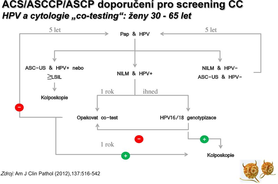 Kolposkopie 1 rok Opakovat co-test ihned HPV16/18 genotypizace 1 rok + - + Kolposkopie