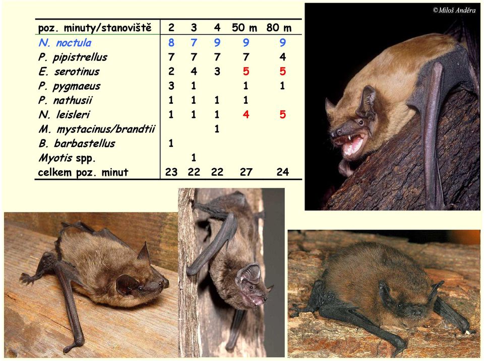 pygmaeus 3 1 1 1 P. nathusii 1 1 1 1 N. leisleri 1 1 1 4 5 M.