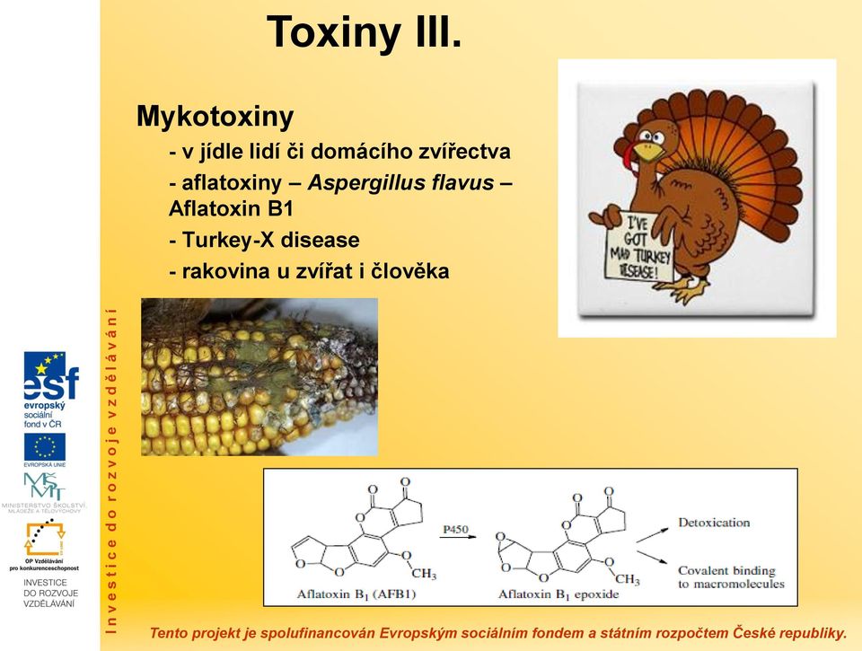 zvířectva - aflatoxiny Aspergillus