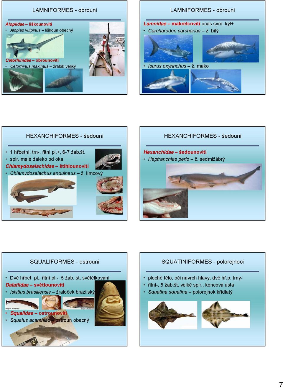 malé daleko od oka Chlamydoselachidae štíhlounovití Chlamydoselachus anguineus ž. límcový Hexanchidae šedounovití Heptranchias perlo ž.