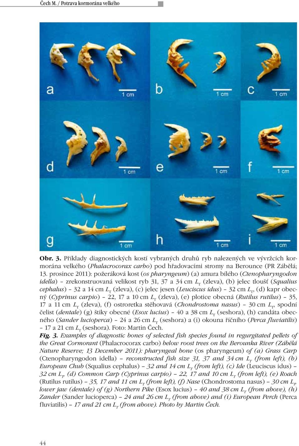 prosince 2011): požeráková kost (os pharyngeum) (a) amura bílého (Ctenopharyngodon idella) zrekonstruovaná velikost ryb 31, 37 a 34 cm L T (zleva), (b) jelec tloušť (Squalius cephalus) 32 a 14 cm L T