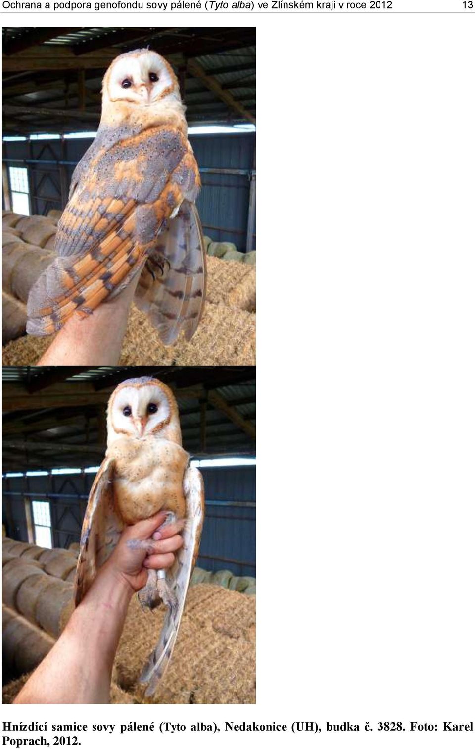 Hnízdící samice sovy pálené (Tyto alba),