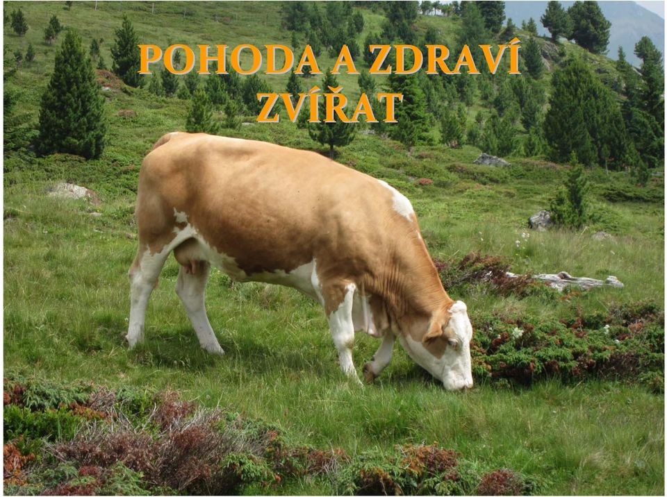 ZVÍŘAT