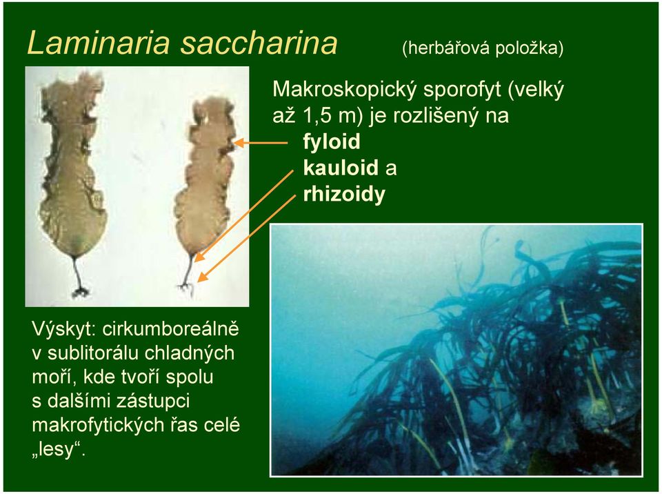 rhizoidy Výskyt: cirkumboreálně v sublitorálu chladných