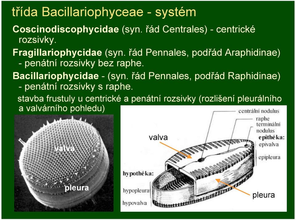 Bacillariophycidae - (syn. řád Pennales, podřád Raphidinae) - penátní rozsivky s raphe.