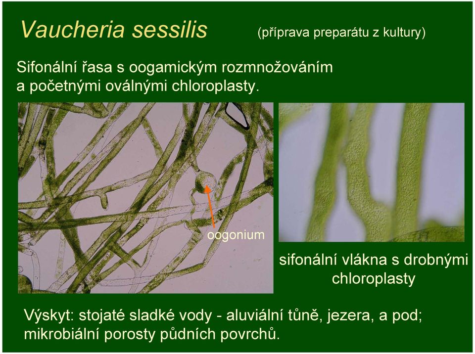 oogonium sifonální vlákna s drobnými chloroplasty Výskyt: stojaté