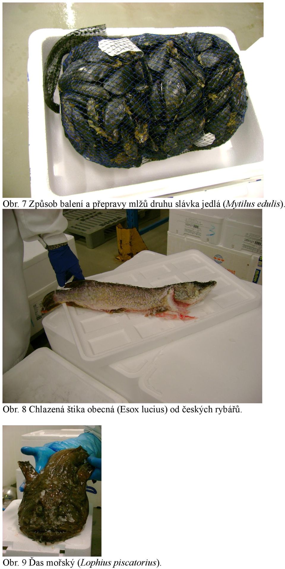 8 Chlazená štika obecná (Esox lucius) od
