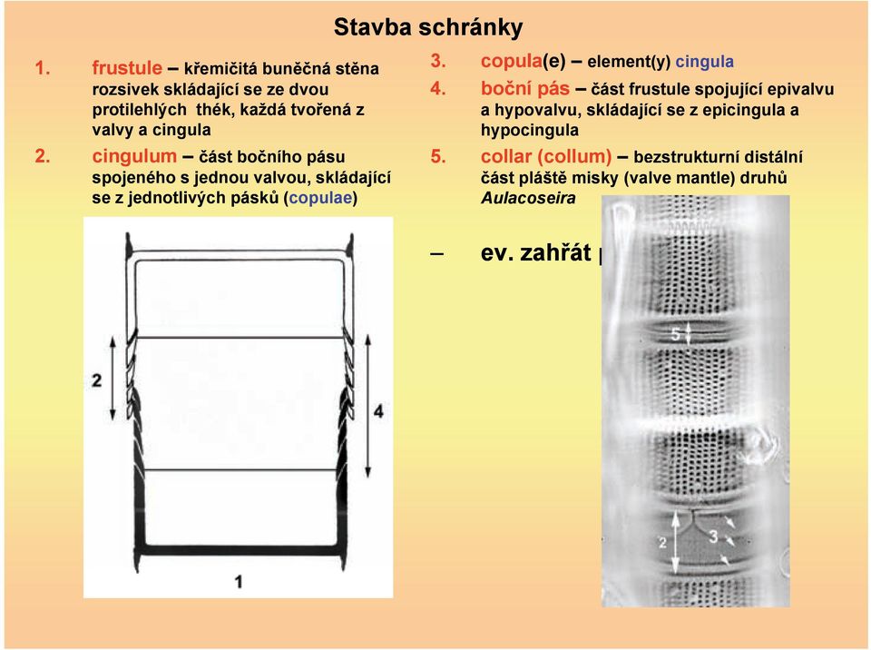 cingulum ást bo ního pásu spojeného s jednou valvou, skládající se z jednotlivých pásk (copulae) 3.