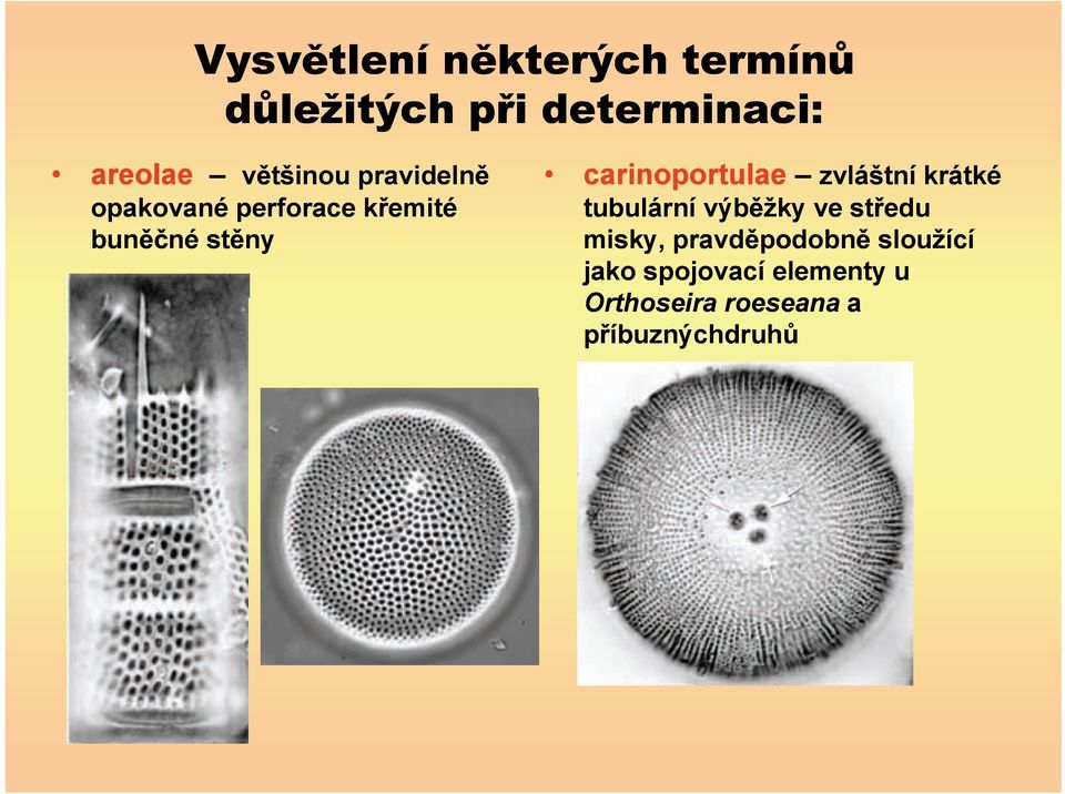 carinoportulae zvláštní krátké tubulární výb žky ve st edu misky,