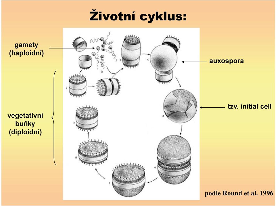 vegetativní bu ky