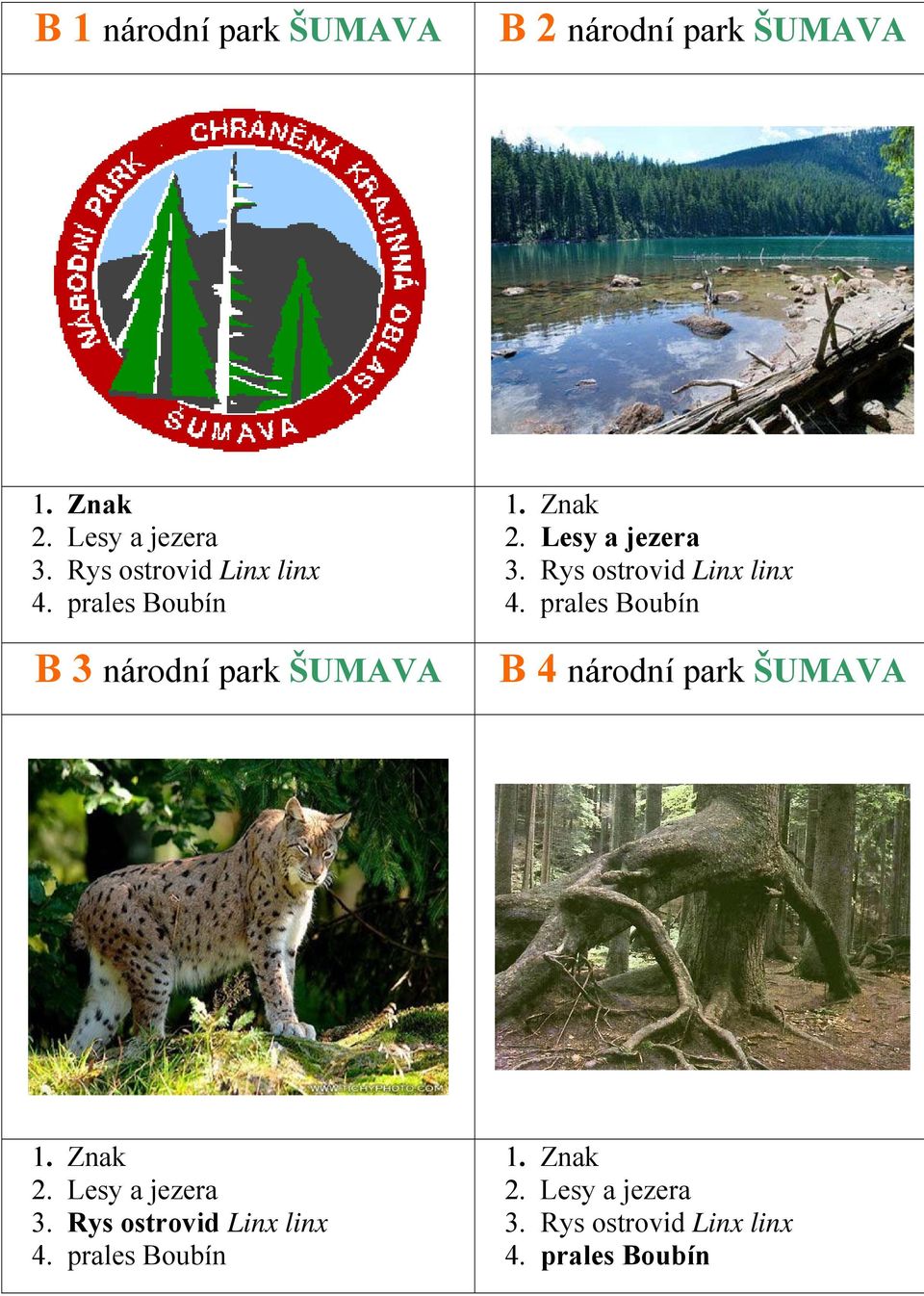 Rys ostrovid Linx linx 4. prales Boubín B 4 národní park ŠUMAVA 2. Lesy a jezera 3.