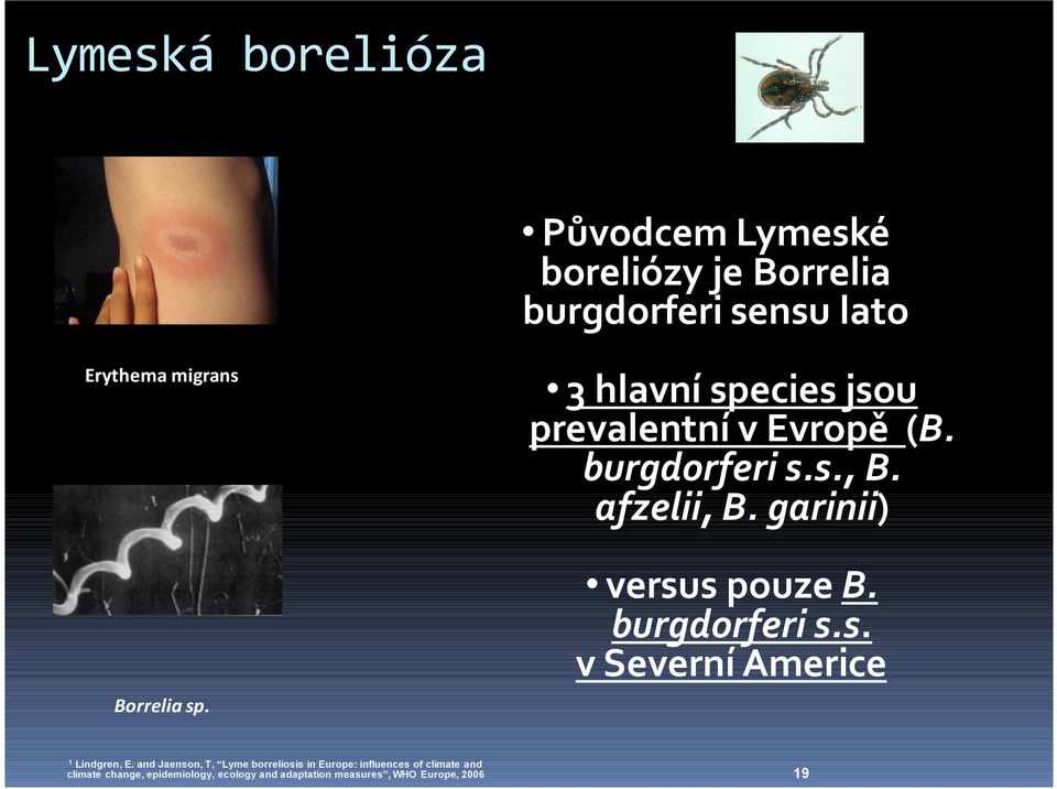 garinii) versus pouze B. burgdorferi s.s. v Severní Americe 1 Lindgren, E.