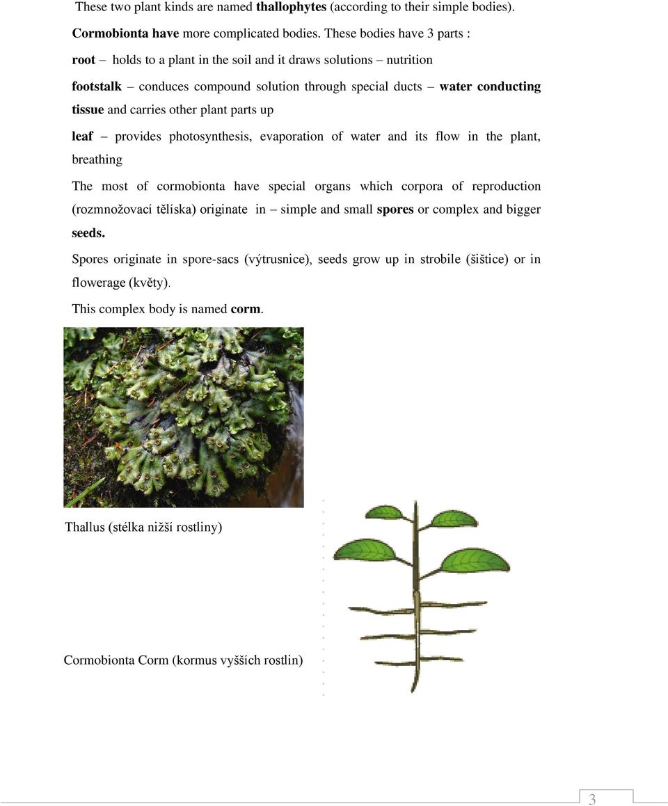 plant parts up leaf provides photosynthesis, evaporation of water and its flow in the plant, breathing The most of cormobionta have special organs which corpora of reproduction (rozmnožovací tělíska)