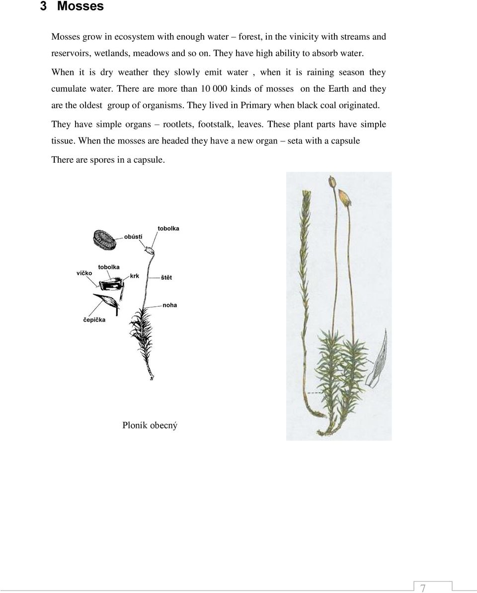 There are more than 10 000 kinds of mosses on the Earth and they are the oldest group of organisms. They lived in Primary when black coal originated.