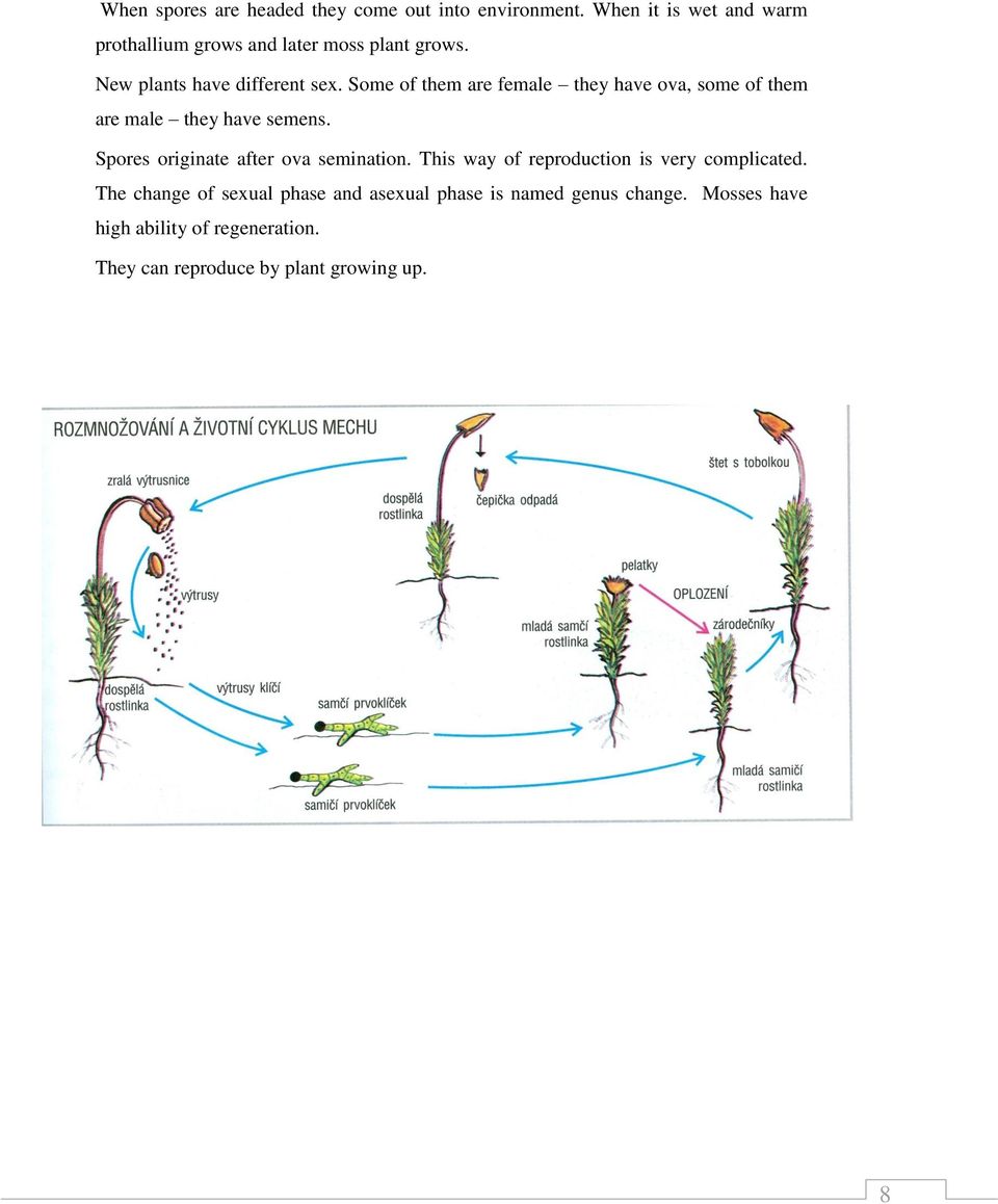 Some of them are female they have ova, some of them are male they have semens. Spores originate after ova semination.