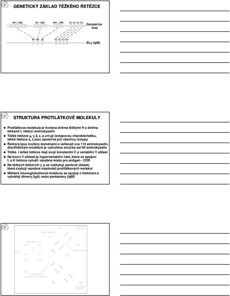 cca 110 aminokyselin, disulfidickým můstkem je vytvořena smyčka asi 60 aminokyselin Těžké i lehké řetězce mají svoji konstantní C a variabilní V oblast Na konci V oblasti je hypervariabilní část,