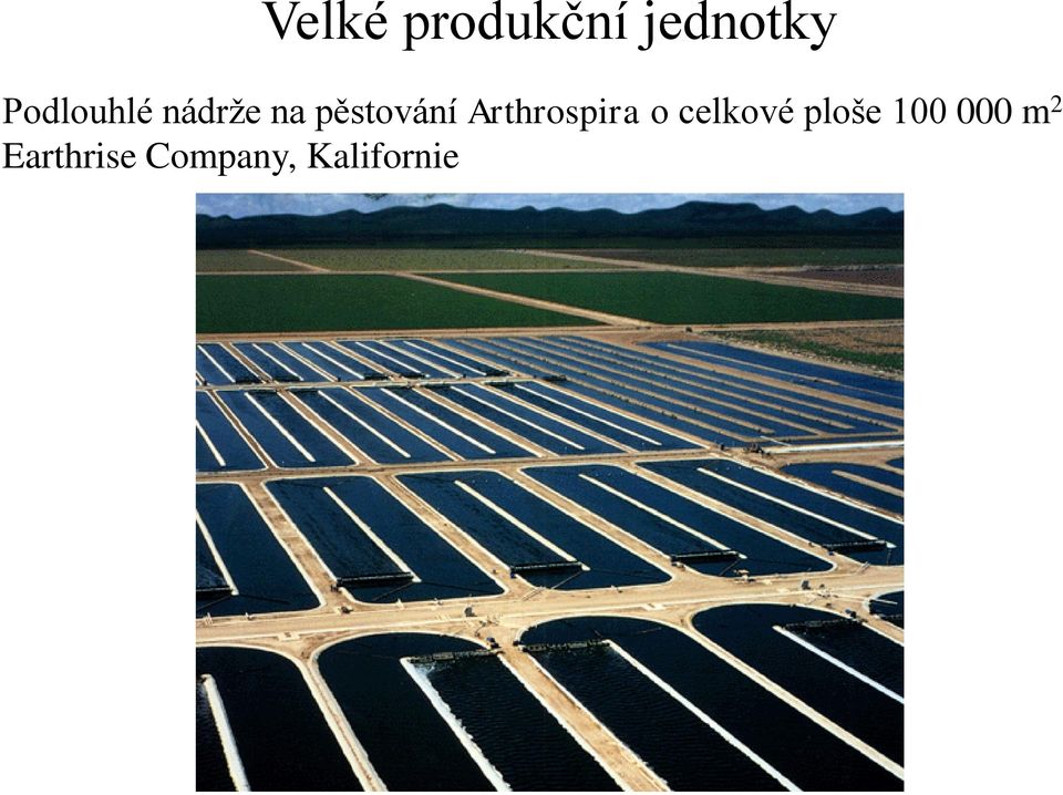 Arthrospira o celkové ploše