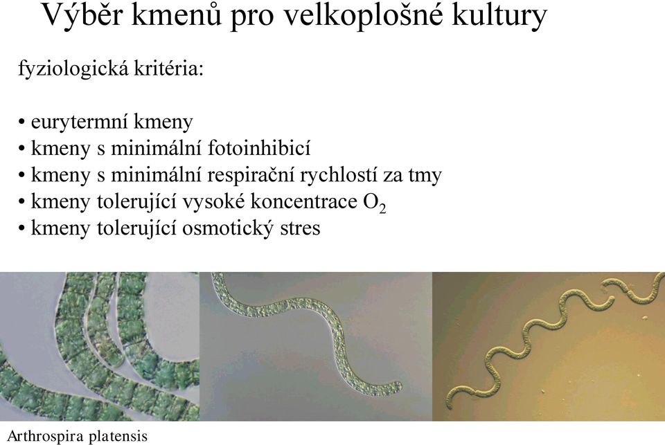 minimální respirační rychlostí za tmy kmeny tolerující vysoké