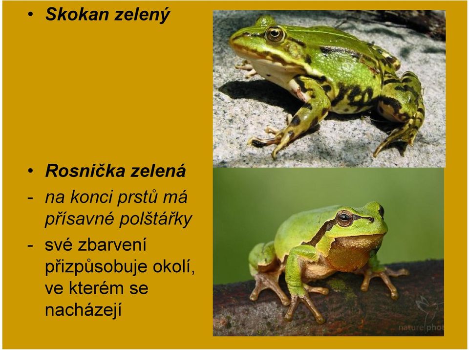 polštářky - své zbarvení