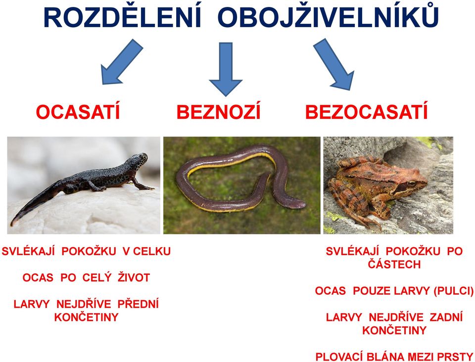 CELÝ ŽIVOT OCAS POUZE LARVY (PULCI) LARVY NEJDŘÍVE PŘEDNÍ