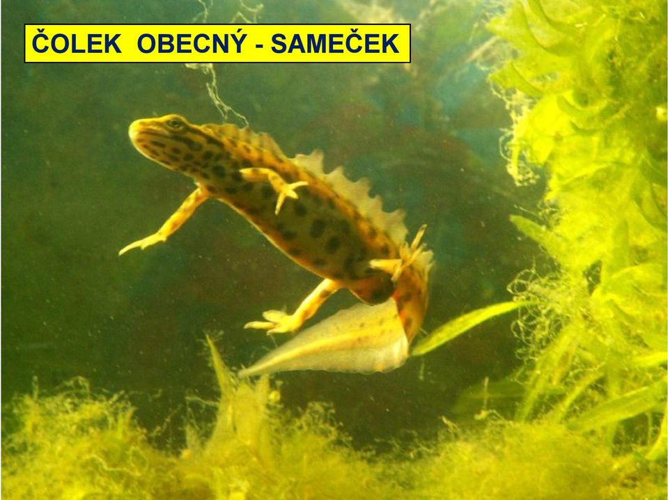 SAMEČEK