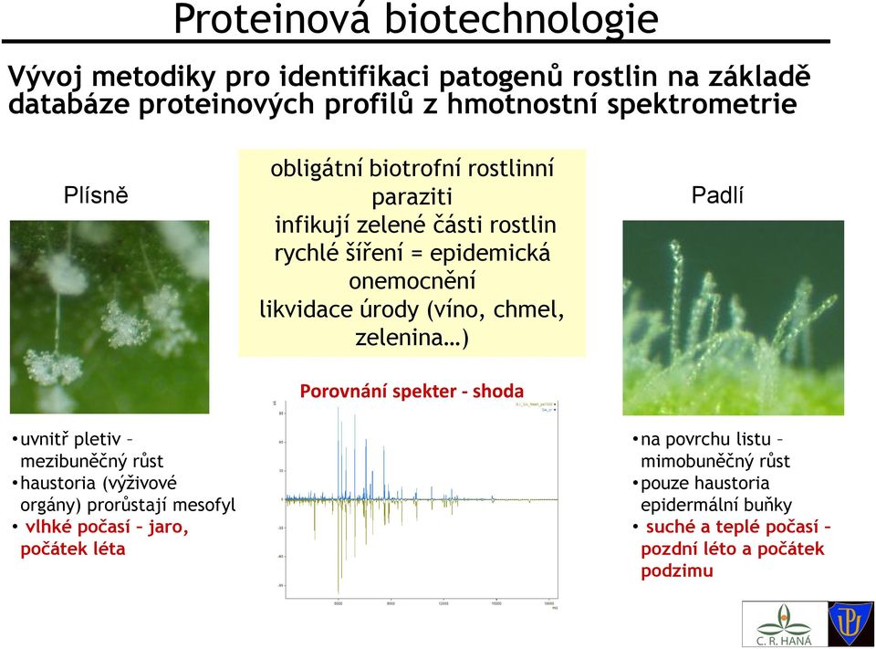 obligátní biotrofní rostlinní paraziti infikují zelené části rostlin rychlé šíření = epidemická onemocnění likvidace úrody (víno, chmel,