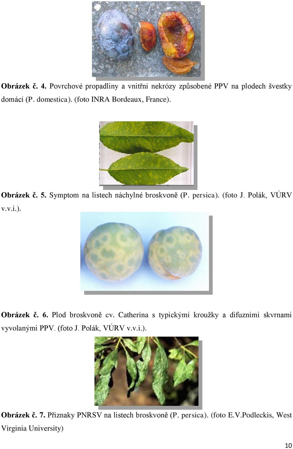 v.i.). Obrázek č. 6. Plod broskvoně cv. Catherina s typickými kroužky a difuzními skvrnami vyvolanými PPV. (foto J.