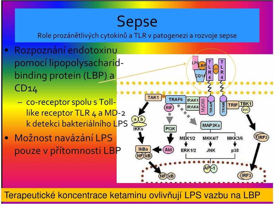 Tolllike receptor TLR 4 a MD-2 k detekci bakteriálního LPS Možnost navázání LPS