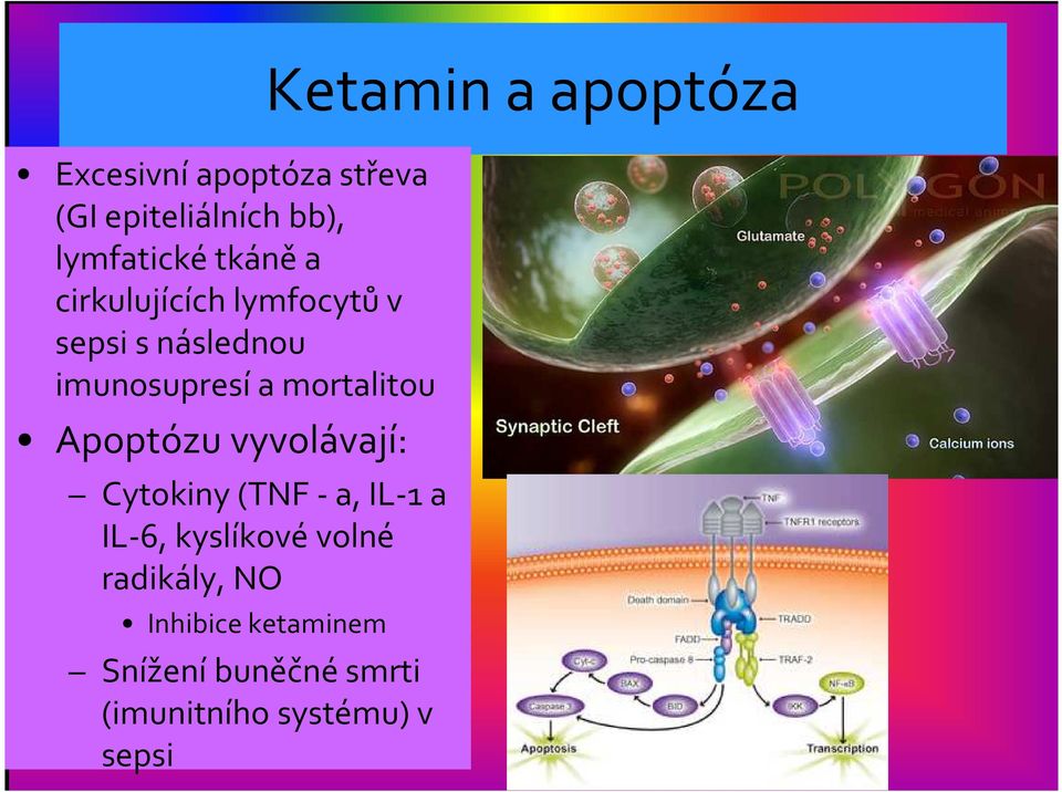 Apoptózu vyvolávají: Cytokiny (TNF -a,il-1 a IL-6, kyslíkové volné