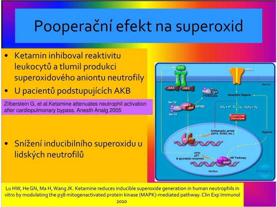 Anesth Analg 2005 Snížení inducibilního superoxidu u lidských neutrofilů LuHW, He GN, MaH, WangJK.