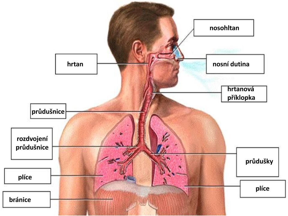 průdušnice rozdvojení