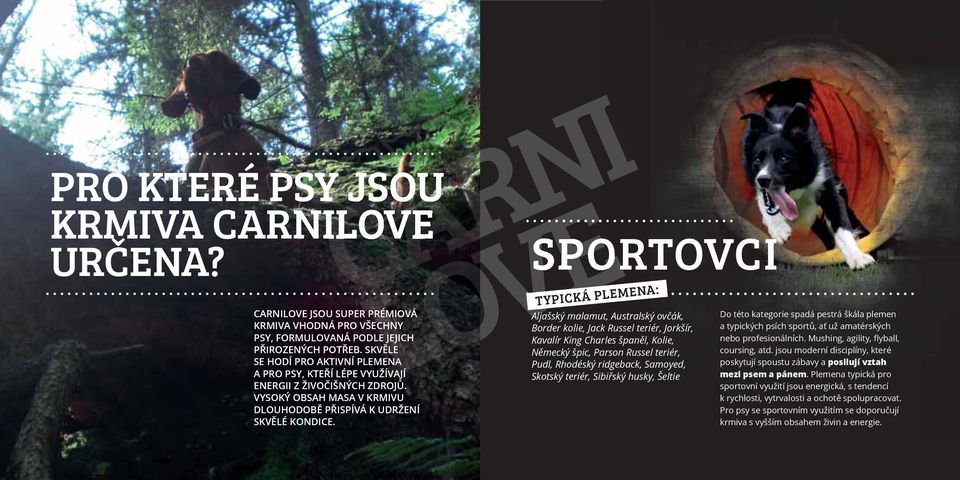 RNI OVE SPORTOVCI TYPICKÁ PLEMENA: Aljašský malamut, Australský ovčák, Border kolie, Jack Russel teriér, Jorkšír, Kavalír King Charles španěl, Kolie, Německý špic, Parson Russel teriér, Pudl,