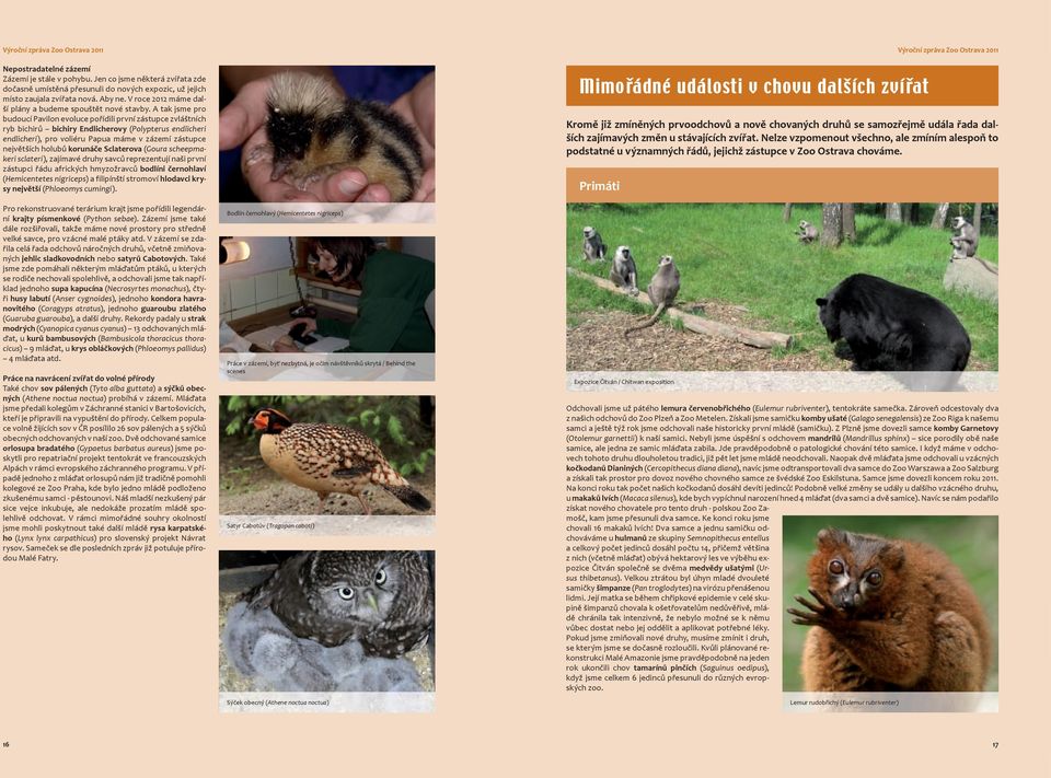 A tak jsme pro budoucí Pavilon evoluce pořídili první zástupce zvláštních ryb bichirů bichiry Endlicherovy (Polypterus endlicheri endlicheri), pro voliéru Papua máme v zázemí zástupce největších