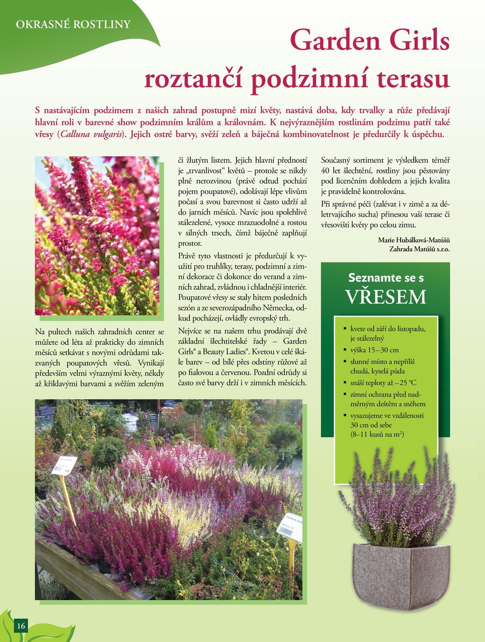 Na pultech našich zahradních center se můžete od léta až prakticky do zimních měsíců setkávat s novými odrůdami takzvaných poupatových vřesů.
