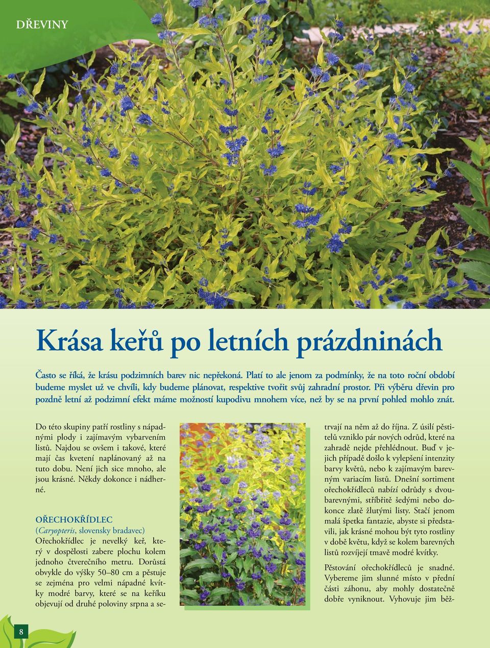 Při výběru dřevin pro pozdně letní až podzimní efekt máme možností kupodivu mnohem více, než by se na první pohled mohlo znát.