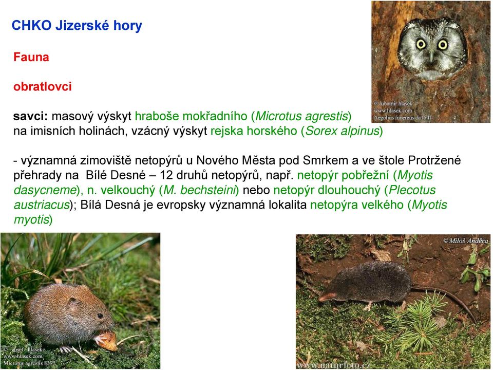 přehrady na Bílé Desné 12 druhů netopýrů, např. netopýr pobřežní (Myotis dasycneme), n. velkouchý (M.
