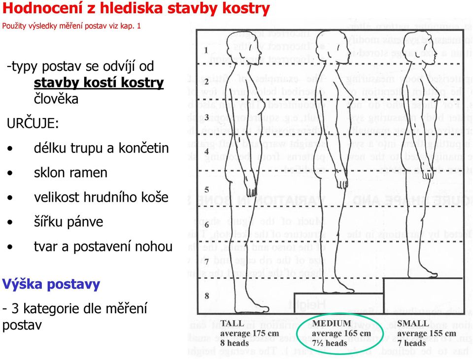 délku trupu a končetin sklon ramen velikost hrudního koše šířku pánve