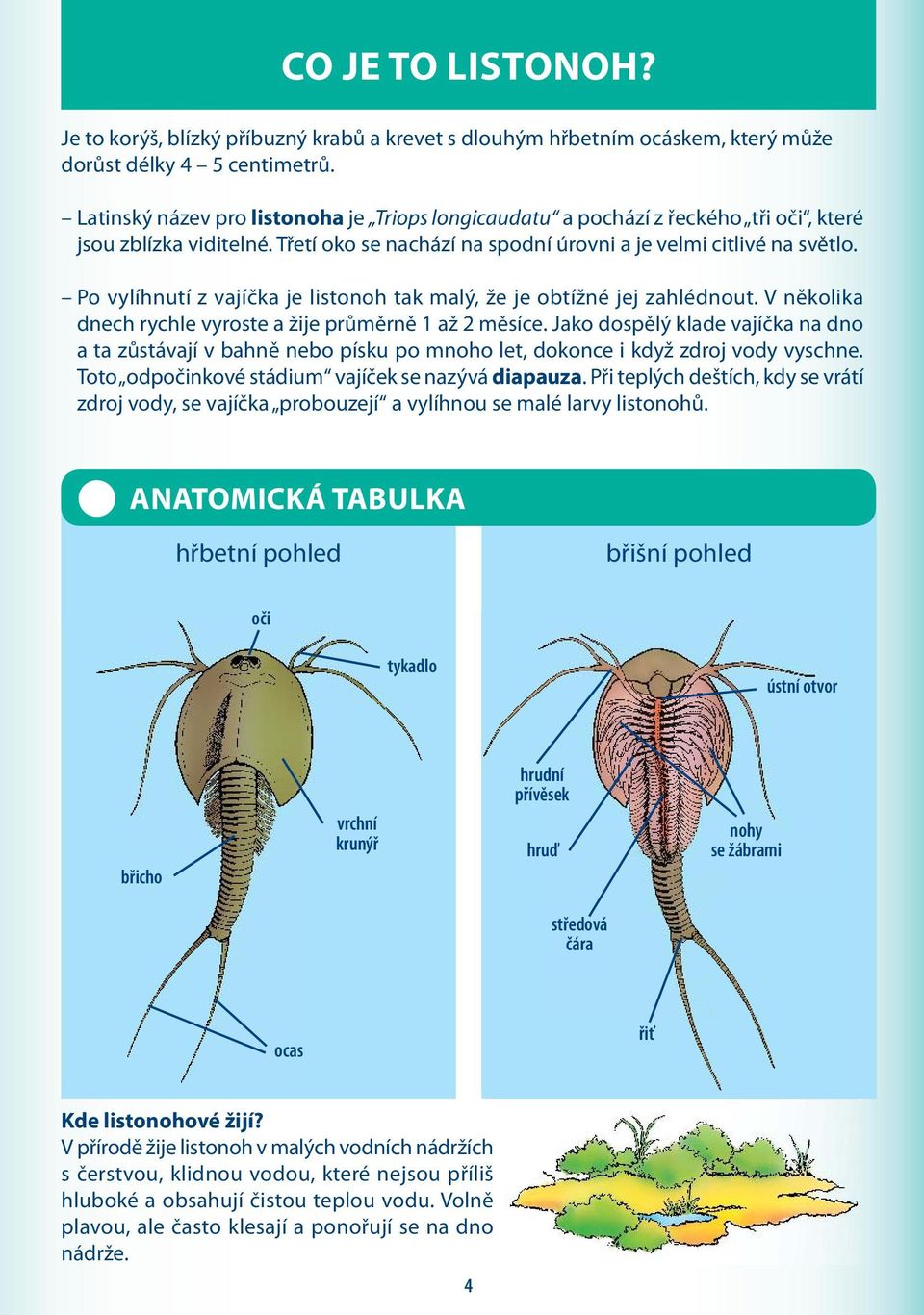 Po vylíhnutí z vajíčka je listonoh tak malý, že je obtížné jej zahlédnout. V několika dnech rychle vyroste a žije průměrně 1 až 2 měsíce.