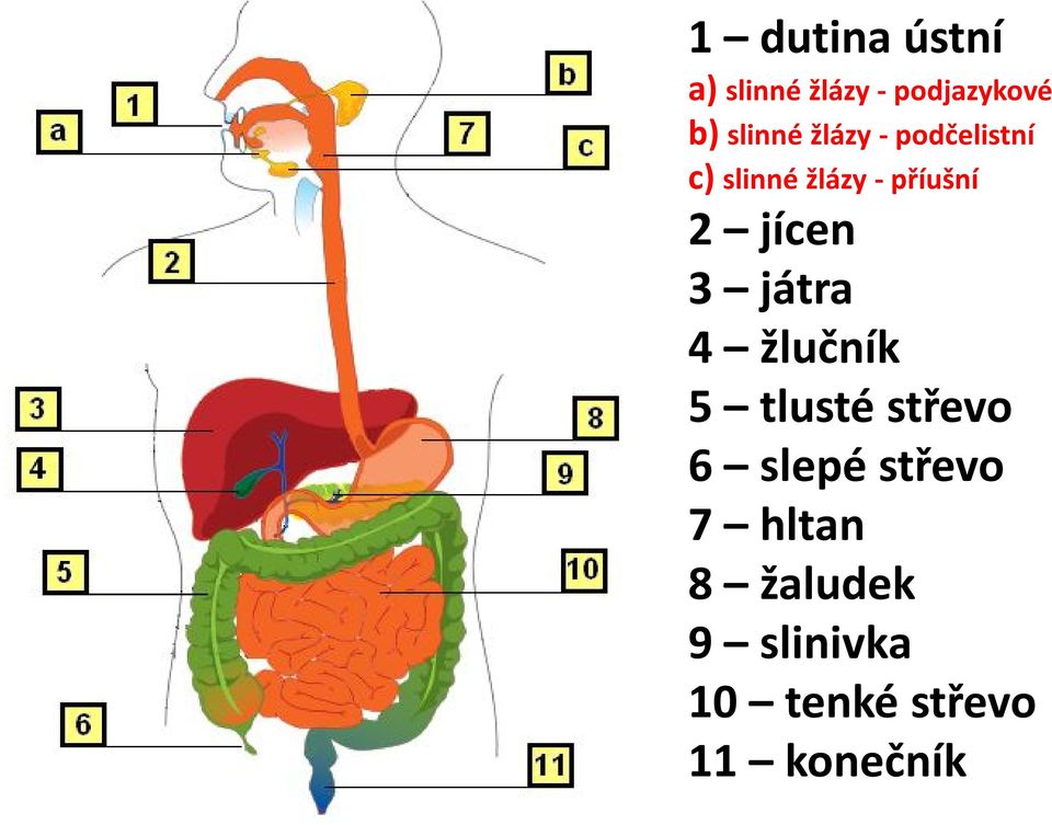 2 jícen 3 játra 4 žlučník 5 tlusté střevo 6 slepé